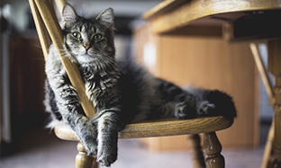 Las 7 señales de salud que indican que tu gato esta saludable.